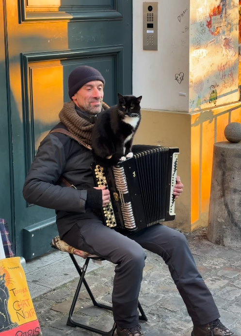 TOURE CAT NOIR MMRIS ® ♡ телой