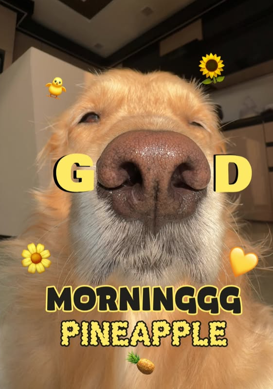 G OD MORNINGGG PINEAPPLE