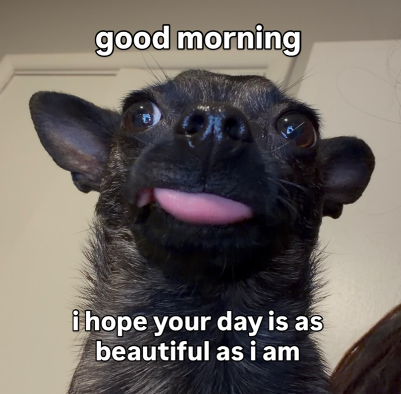 good morning i hope your day is as beautiful as i am