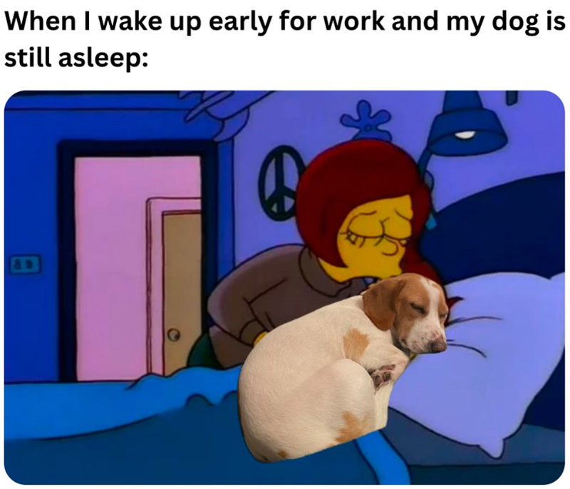 When I wake up early for work and my dog is still asleep: &