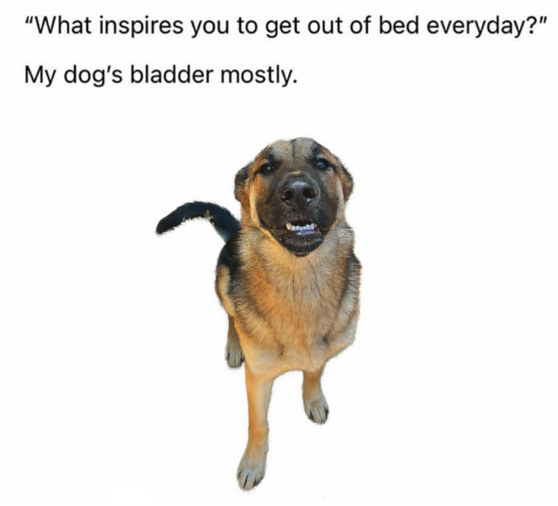 "What inspires you to get out of bed everyday?" My dog's bladder mostly.