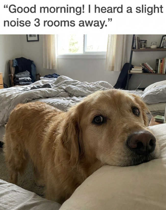 "Good morning! I heard a slight noise 3 rooms away."