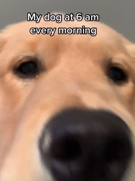 My dog at 6 am every morning