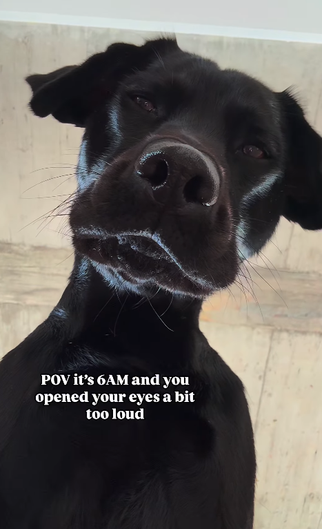 POV it's 6AM and you opened your eyes a bit too loud