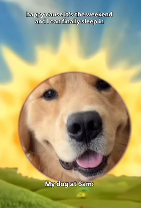 happy cause it's the weekend and I can finally sleep in My dog at 6am: