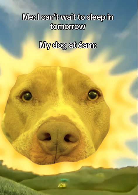 Me: I can't wait to sleep in tomorrow My dog at 6am: