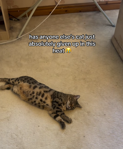 has anyone else's cat just absolutely given up in this heat t