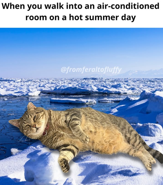 When you walk into an air-conditioned room on a hot summer day @fromferaltofluffy