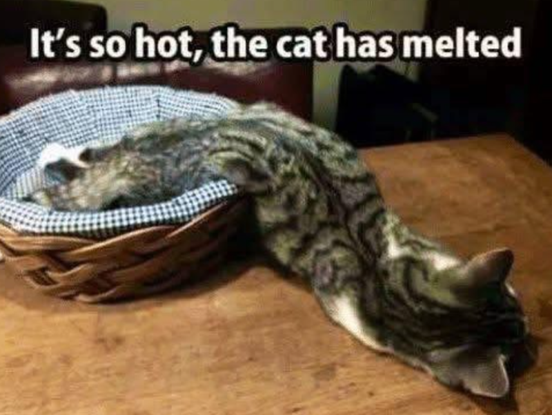 It's so hot, the cat has melted