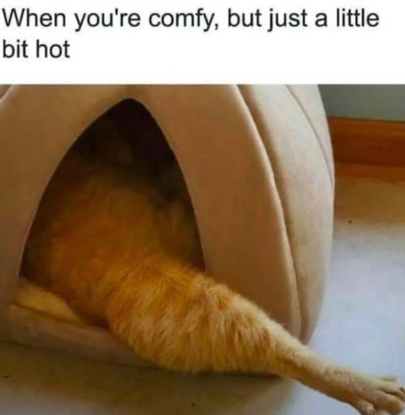 When you're comfy, but just a little bit hot