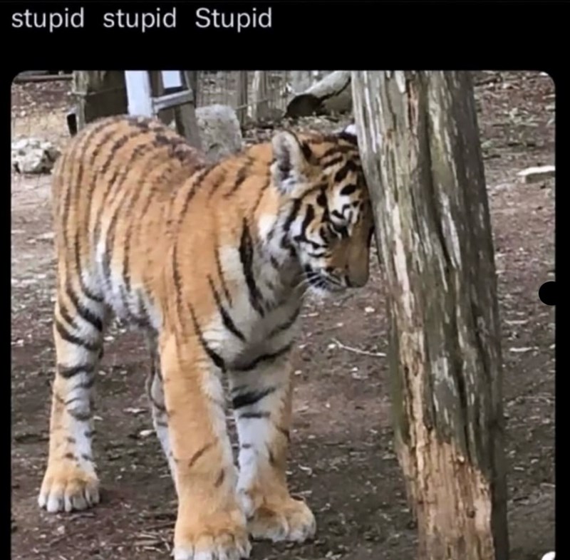 stupid stupid Stupid