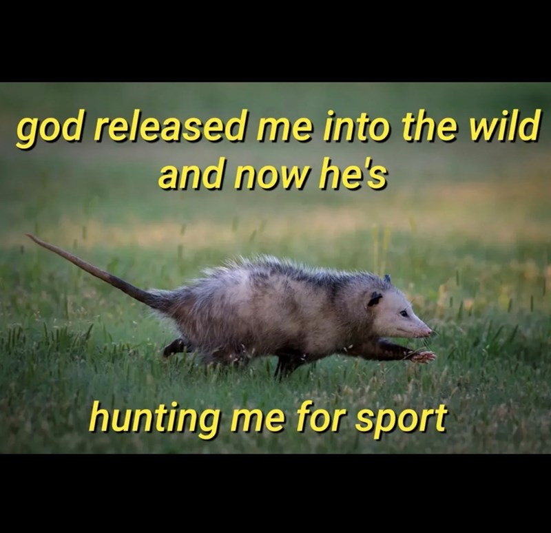 god released me into the wild and now he's hunting me for sport