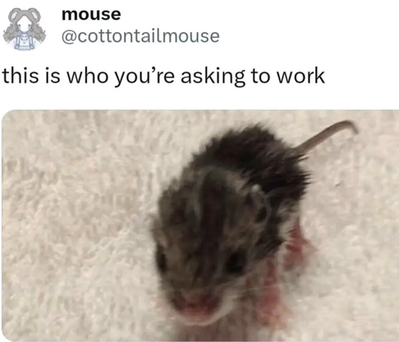 mouse @cottontailmouse this is who you're asking to work