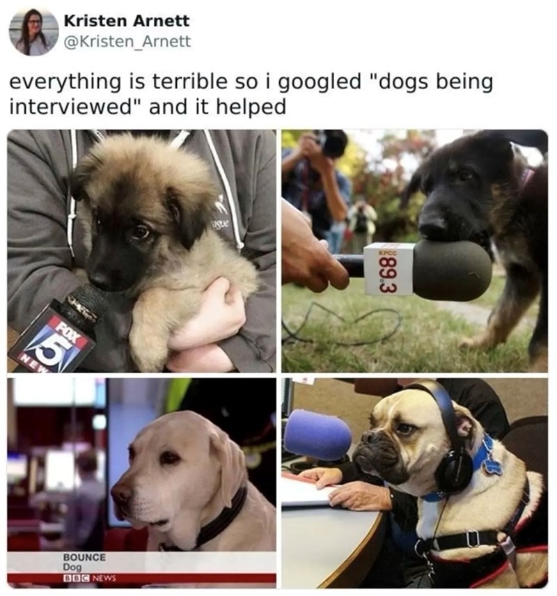 Kristen Arnett @Kristen_Arnett everything is terrible so i googled "dogs being interviewed" and it helped FOX 5 NEW ague BOUNCE Dog BBC NEWS KPCC 89.3