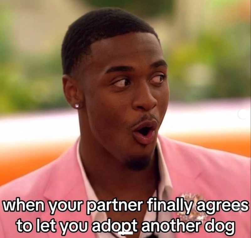 when your partner finally agrees to let you adopt another dog
