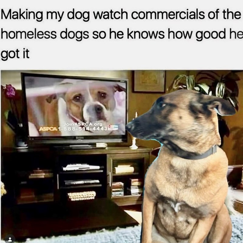 Making my dog watch commercials of the homeless dogs so he knows how good he got it Join ASPCA.org ASPCA 1-888-514-4443