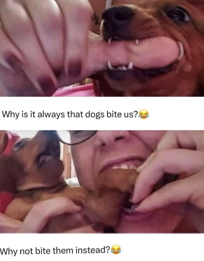 Why is it always that dogs bite us? Why not bite them instead?