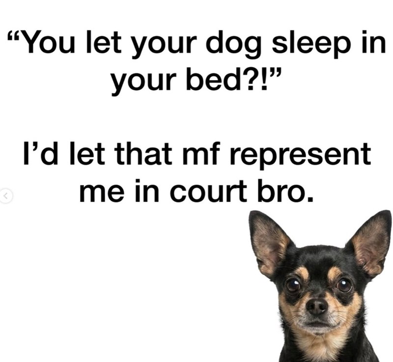 3 "You let your dog sleep in your bed?!" I'd let that mf represent me in court bro.
