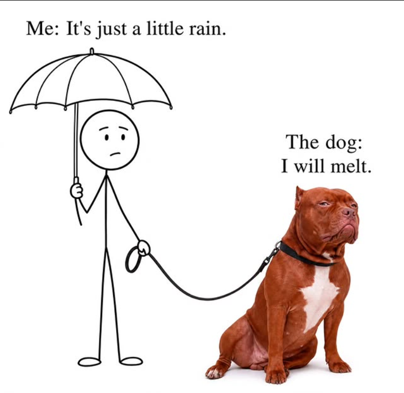 Me: It's just a little rain. The dog: I will melt.