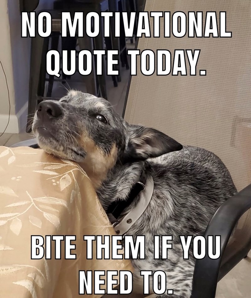 NO MOTIVATIONAL QUOTE TODAY. BITE THEM IF YOU NEED TO