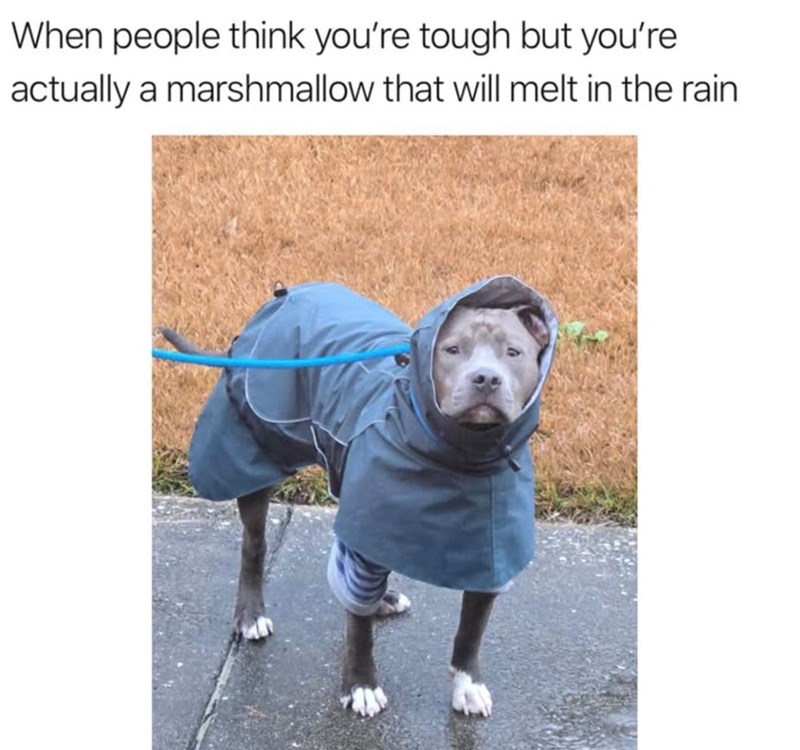 When people think you're tough but you're actually a marshmallow that will melt in the rain