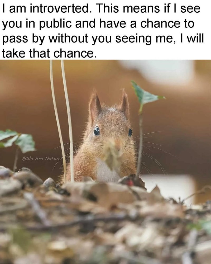 I am introverted. This means if I see you in public and have a chance to pass by without you seeing me, I will take that chance. @We Are Nature