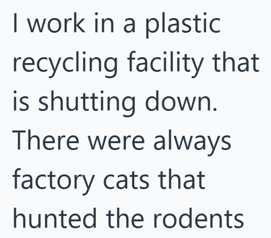 I work in a plastic recycling facility that is shutting down. There were always factory cats that hunted the rodents