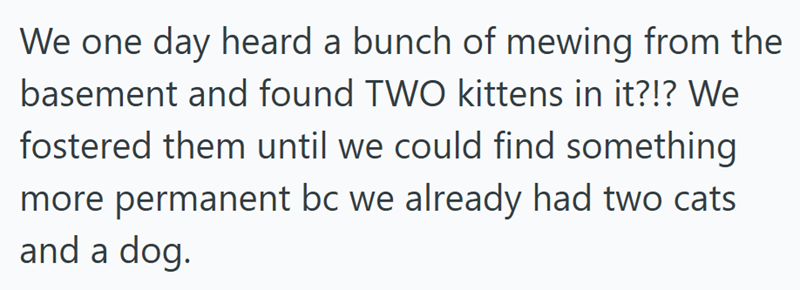 We one day heard a bunch of mewing from the basement and found TWO kittens in it?!? We fostered them until we could find something more permanent bc we already had two cats and a dog.