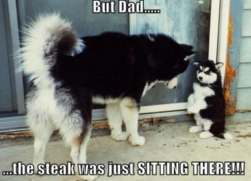 But Dad....... ...the steak was just SITTING THERE!!!