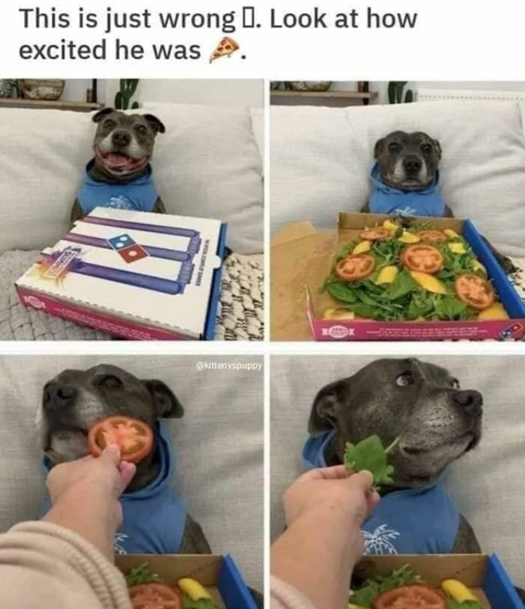 This is just wrong D. Look at how excited he was @kitten vspuppy