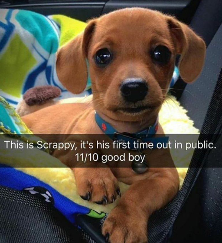 This is Scrappy, it's his first time out in public. 11/10 good boy
