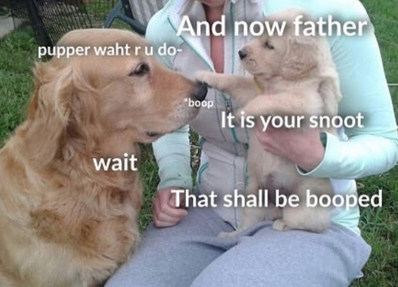 pupper waht ru do- And now father wait boop It is your snoot That shall be booped