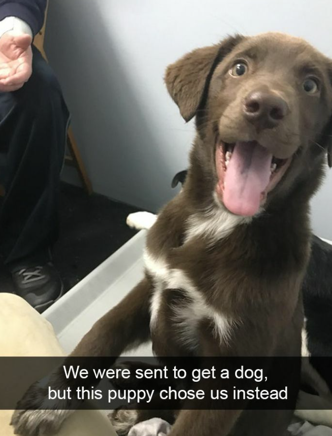 We were sent to get a dog, but this puppy chose us instead