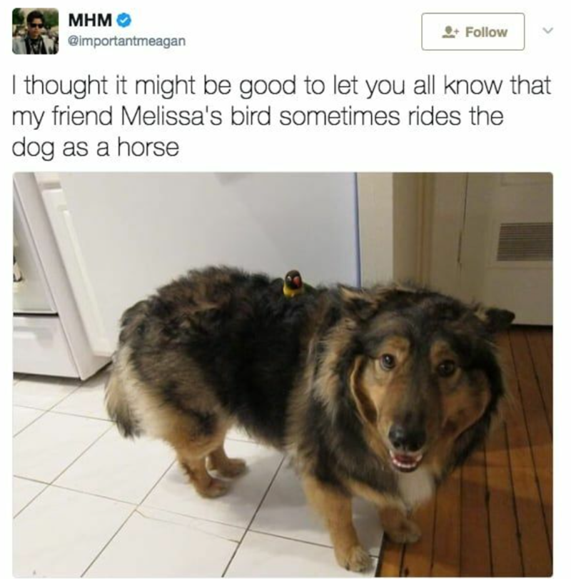 MHM @importantmeagan +Follow I thought it might be good to let you all know that my friend Melissa's bird sometimes rides the dog as a horse