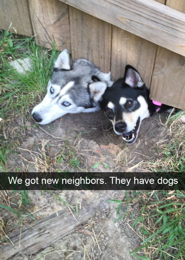 We got new neighbors. They have dogs