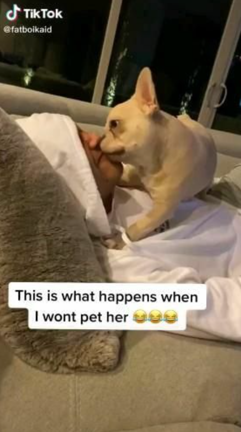 TikTok @fatboikaid This is what happens when I wont pet her 990