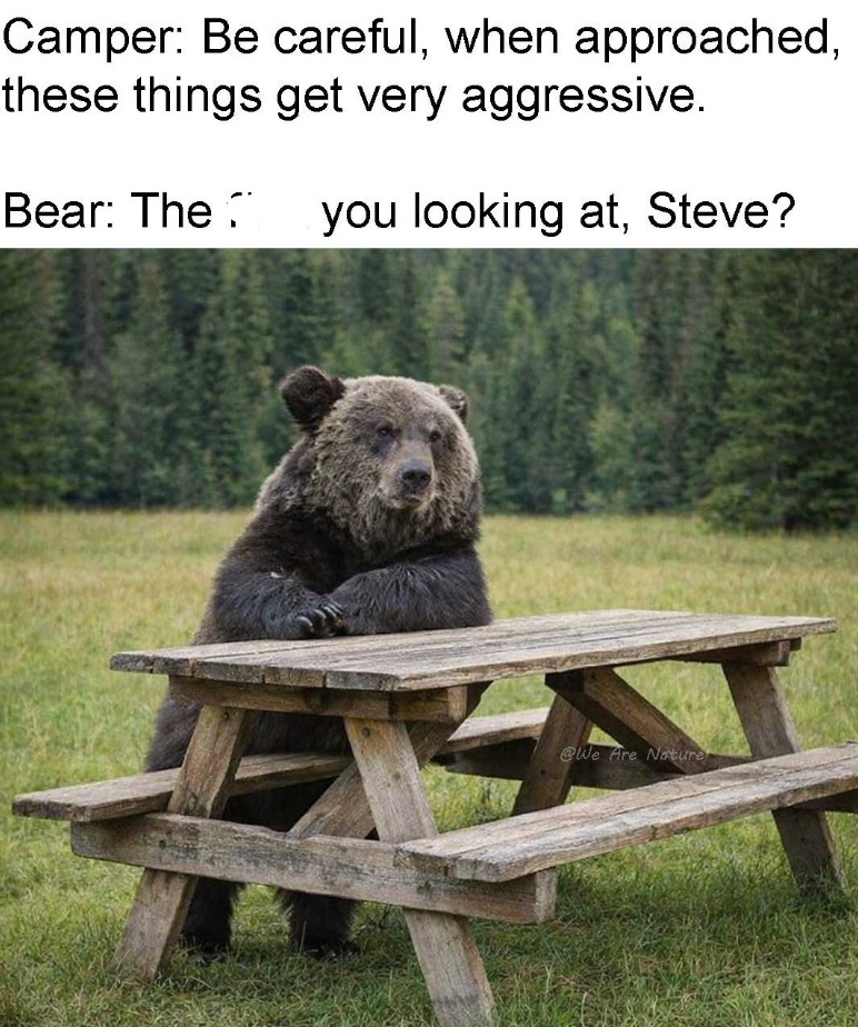 Camper: Be careful, when approached, these things get very aggressive. Bear: The you looking at, Steve? @We Are Nature