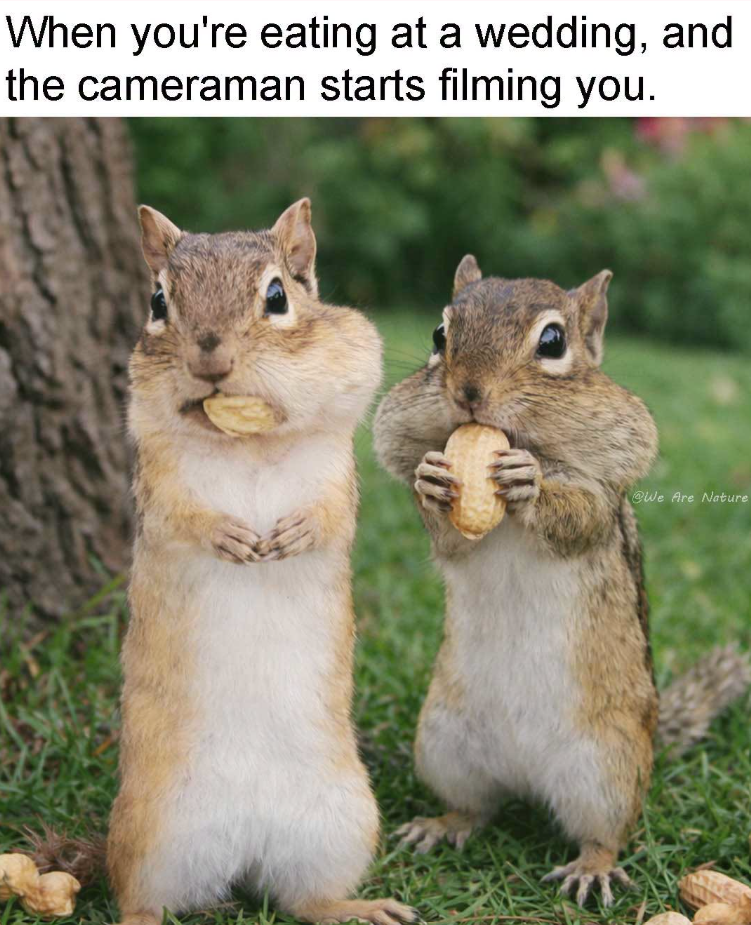 When you're eating at a wedding, and the cameraman starts filming you. @We Are Nature