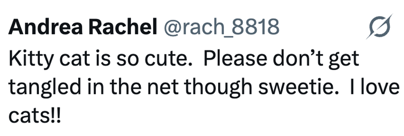 Andrea Rachel @rach_8818 Kitty cat is so cute. Please don't get tangled in the net though sweetie. I love cats!!