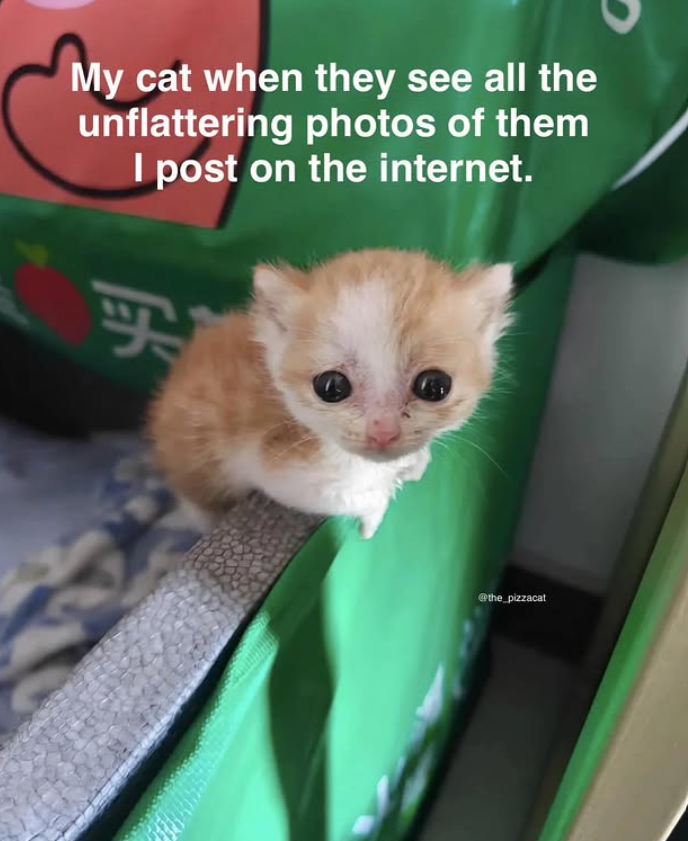 My cat when they see all the unflattering photos of them I post on the internet. 买 @the_pizzacat