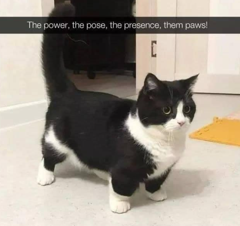The power, the pose, the presence, them paws! [