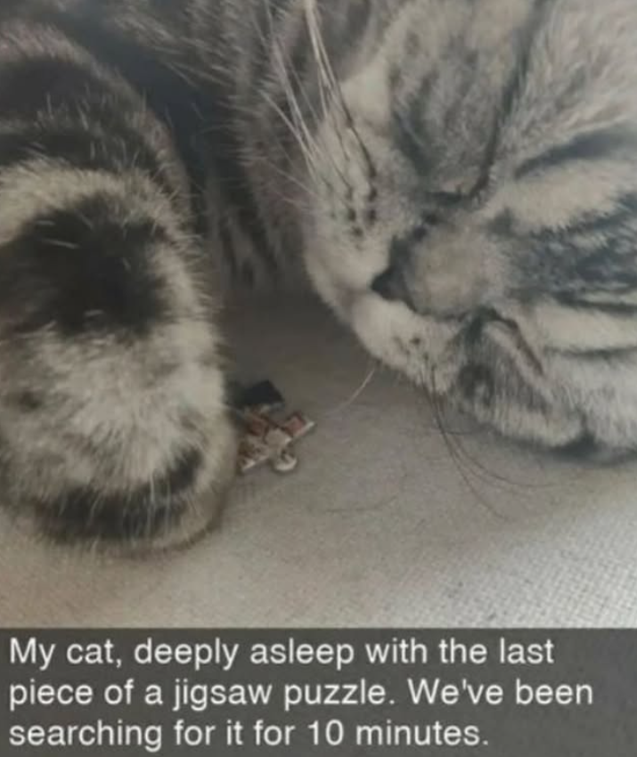 My cat, deeply asleep with the last piece of a jigsaw puzzle. We've been searching for it for 10 minutes.