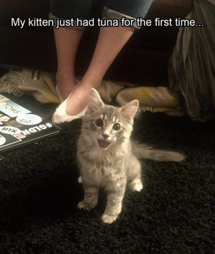 My kitten just had tuna for the first time... TOMS MTK