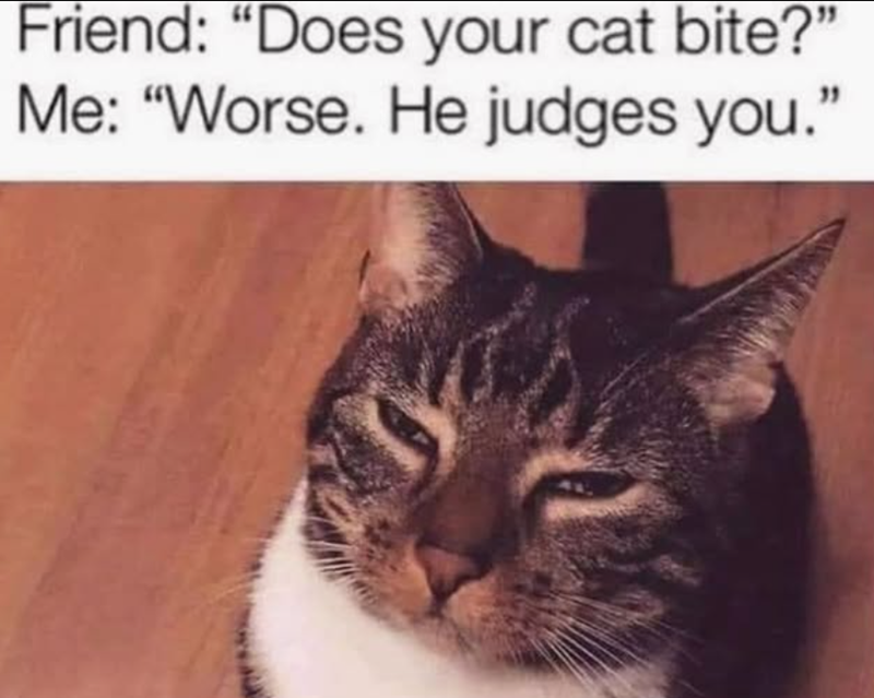 Friend: "Does your cat bite?" Me: "Worse. He judges you."