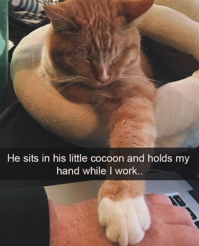 He sits in his little cocoon and holds my hand while I work..