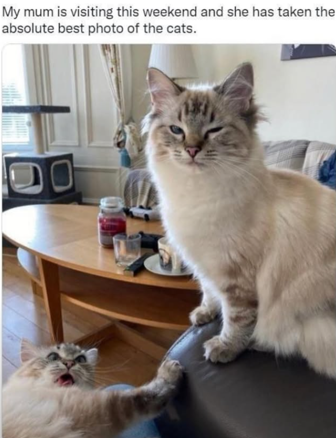 My mum is visiting this weekend and she has taken the absolute best photo of the cats.