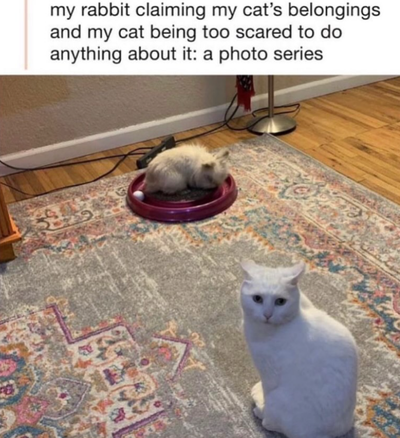 my rabbit claiming my cat's belongings and my cat being too scared to do anything about it: a photo series