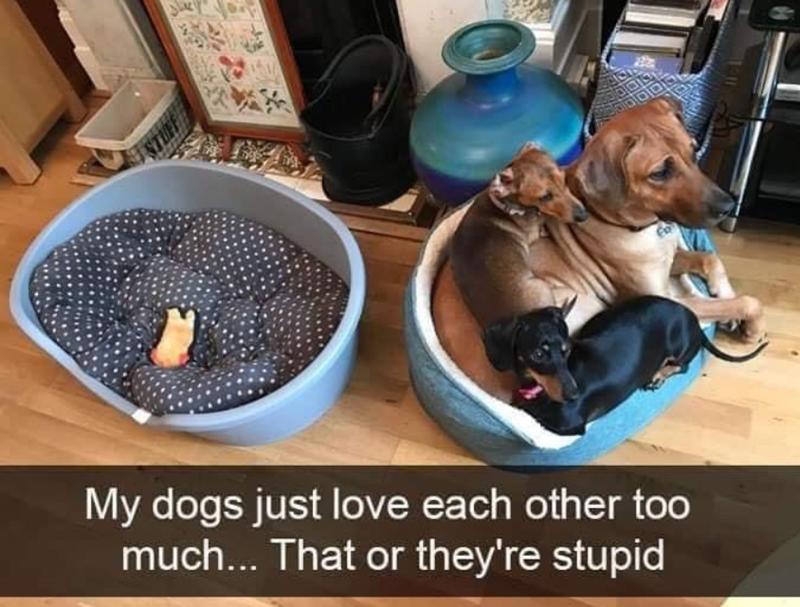 My dogs just love each other too much... That or they're stupid