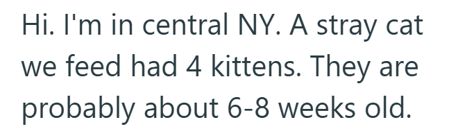 Hi. I'm in central NY. A stray cat we feed had 4 kittens. They are probably about 6-8 weeks old.