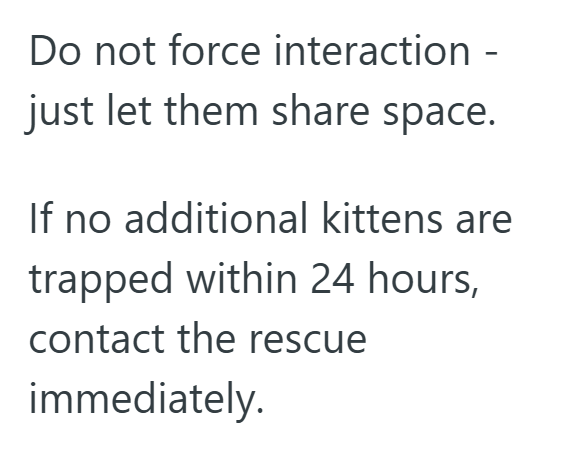 Do not force interaction - just let them share space. If no additional kittens are trapped within 24 hours, contact the rescue immediately.